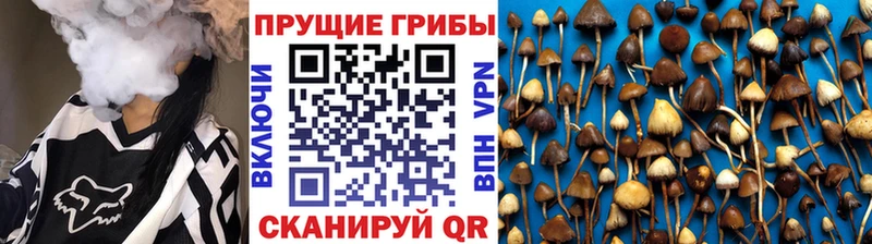Псилоцибиновые грибы Psilocybe  ссылка на мегу как войти  Ступино 